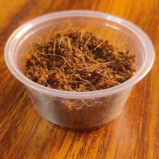 A clear plastic 2-4 ounce container with coconut coir and springtails inside.